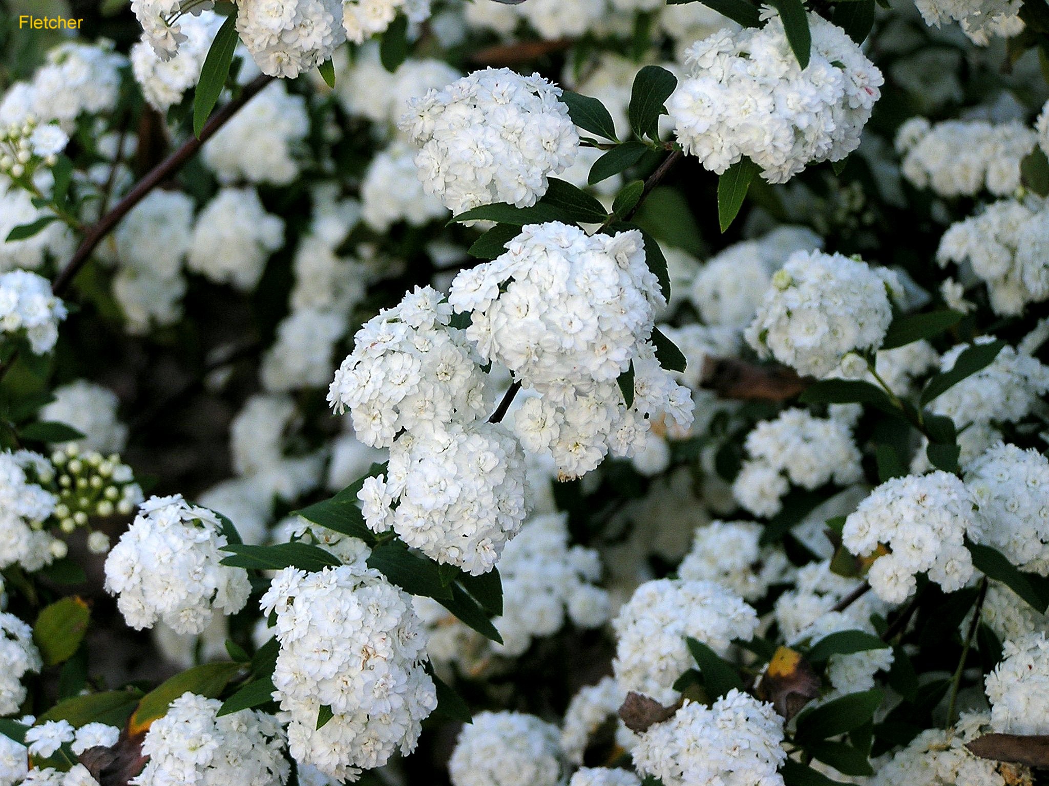 Online Plant Guide - Spiraea cantoniensis 'Lanceolata' / Double